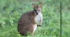 Gracie the wallaby reunited with owners after 3 days on the lam