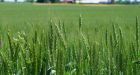Canada's first wheat straw facility to open in Regina; projected to create 110 jobs