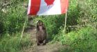 Saskatoon beaver takes down Canadian flag, makes off with flagpole