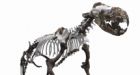 Arctic fossil points to missing link between seals and land mammals