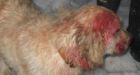 Dog saves boy from cougar attack