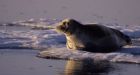 Maritime seal hunt begins Sunday