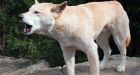 2 dingoes maul 3-year-old girl on Australia beach