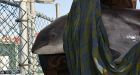 Beached porpoise moved to Vancouver Aquarium