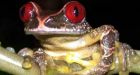 New UN Climate Report Casts Doubt on Earlier Extinction Predictions