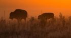 Bison to be reintroduced to Banff National Park