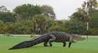 Massive alligator relaxes on Florida golf course