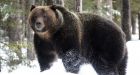 'The Boss' is the big daddy of Banff National Park grizzly bears