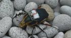 Scientists manage to control flight of 'cyborg beetles' for the first time