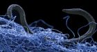 Animals found living in rock deep, deep underground
