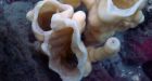 Ancient glass sponge reef discovered off B.C. coast
