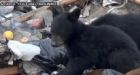 Hungry black bears descend on Fort McMurray