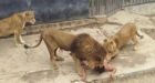 Santiago Zoo scene of suicide attempt after naked man jumps into lion cage