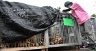 Thai wildlife officials begin removing 137 tigers from temple